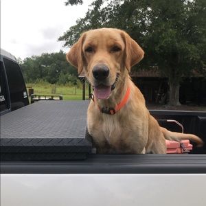 Meet your Posher, Casey